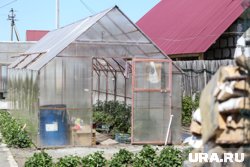 Слизня горожане заметили у теплицы и в кухне