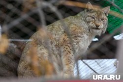 Самец Хорс, глава семейства, временно размещен в отдельном вольере по соседству