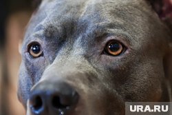 Пермяку так и не удалось до конца восстановиться после нападения на него собак