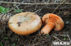 Рыжики запрещено есть при заболеваниях желудка