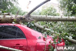 В Когалыме после штормого ветра повалило деревья (архивное фото)