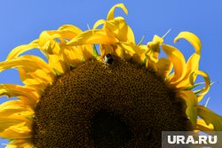 Курганцы похвастались огромных подсолнухом