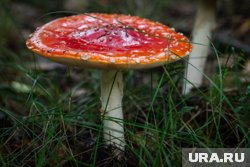 Отравление грибами — одна из самых опасных интоксикаций