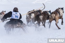 Победителям гонок на оленьих упряжках вручили снегоходы