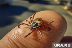 За прошедшие выходные клещи укусили 28 жителей Сургута и Сургутского района