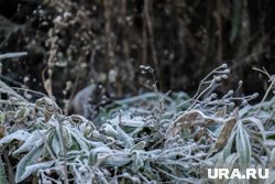 Челябинцев предупредили о заморозках в конце текущей недели