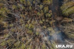 Два лесных пожара локализованы в ЯНАО 
