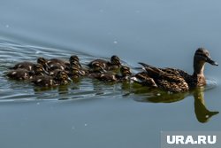 Очевидцы рассказывают, что неравнодушные жители города сопровождают утиную семью в сторону набережной