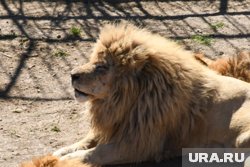 Львы, которые напали на директора сафари-парка «Тайган» Зубкова, уже нападали на людей