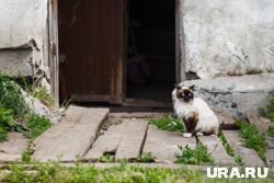 Сиамцы легко обучаются поощрению голосом и лаской