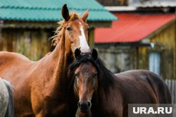 Предприятие занимается выращиванием породистых лошадей