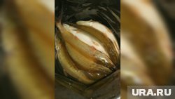 Для дилетанта в рыболовном деле улов выглядит солидно