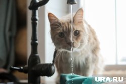 Чтобы облегчить процесс приучения к купанию, кошку для начала нужно заинтересовать