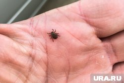 В регионе установилась комфортная погода для сезонной активизации паразитов