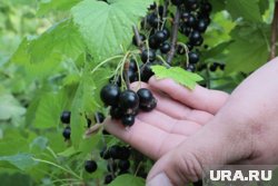 Смородина содержит витамины А, С, Р, Е, витамины группы В, а также пектин