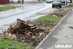 Многолетние деревья проще вырубить, чем пересадить