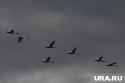 Стаю лебедей заметили над селом Мужи
