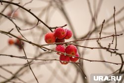 Повышенный температурный фон в Пермском крае держался несколько дней