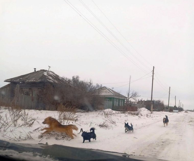 Очевидцы смогли сделать фото бродячих животных