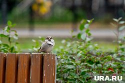 Бабье лето в двух столицах закончится
