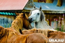 По предварительным данным, лошадей везли в Монголию (архивное фото)