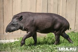 Тапир-долгожитель Сью из Московского зоопарка умерла на 38-м году жизни