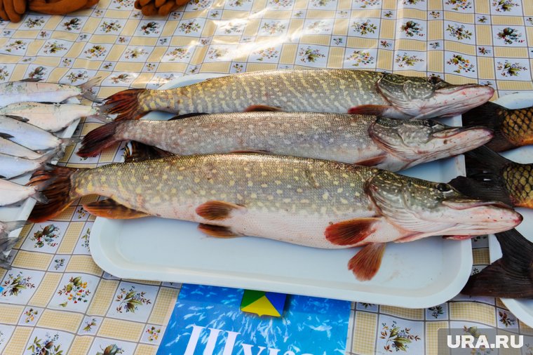 Звезда рыбалки из ЯНАО Иванова открыла сезон "жидкой воды"