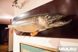 Сургутянин установил новый личный рекорд, поймав огромную щуку