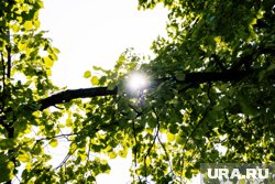 Солнечный свет поможет взбодриться при недосыпе
