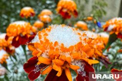 Заморозки зафиксировали на шести станциях Курганской области