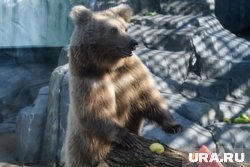 В Златоусте отстрелят медведя, который разрыл могилу