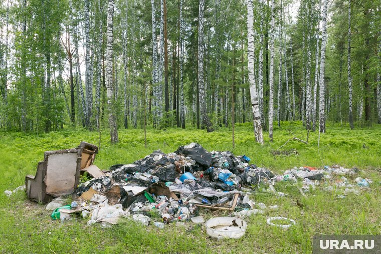 Большинство незаконных свалок находятся в городских лесах