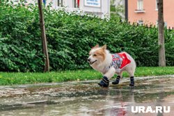 В выходные прогнозируют дожди