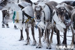 Праздник пройдет на территории реки Пякупур 1 и 2 марта (архивное фото)