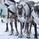 Как пройдет День оленевода на Ямале в первые дни весны. Афиша