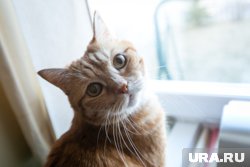 Жителям Ханты-Мансийска предлагают заняться йогой с кошками
