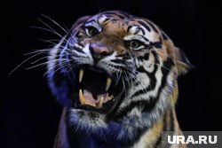 Бенгальские тигры предстанут на арене цирка 
