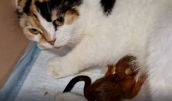 Кошка взяла опеку над бельчонком