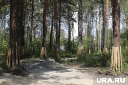На строительство новой зеленой зоны заложили около 800 миллионов рублей