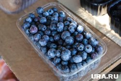 Югорчане заметили снижение стоимости голубики