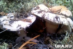Сезон сбора груздей стартовал