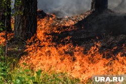 Особый противопожарный режим в регионе отменили 4 июля
