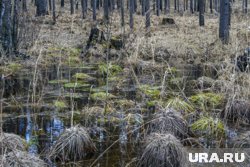Одна из опасностей в югорских лесах - болота