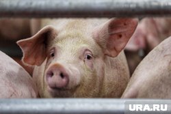 Свиное и говяжье мясо без документов продавали в Кургане