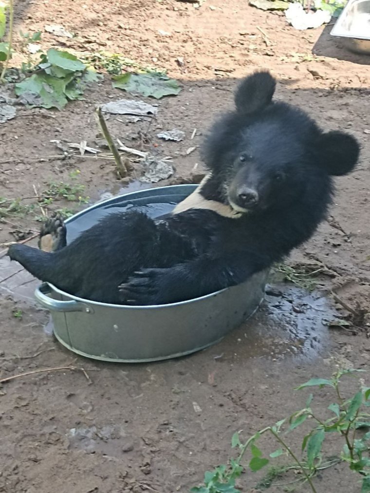 Медведица Мика охлаждается в ведре с водой