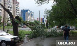 Поваленные деревья убирают с утра во многих территориях Пермского края (архивное фото) 