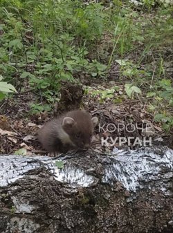 Житель Шадринска встретил в лесу куницу 