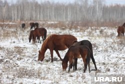 В Башкирии водитель издевался над лошадьми, привязывая их к джипу и возя по городу