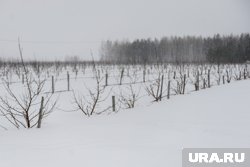 Челябинских аграриев призвали подавать заявки на льготные кредиты 