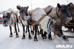 Оленеводы ХМАО сразятся за Кубок губернатора